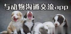 动物翻译器中文版怎么下载大全